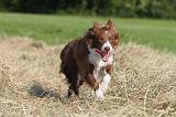 BORDER COLLIE 597